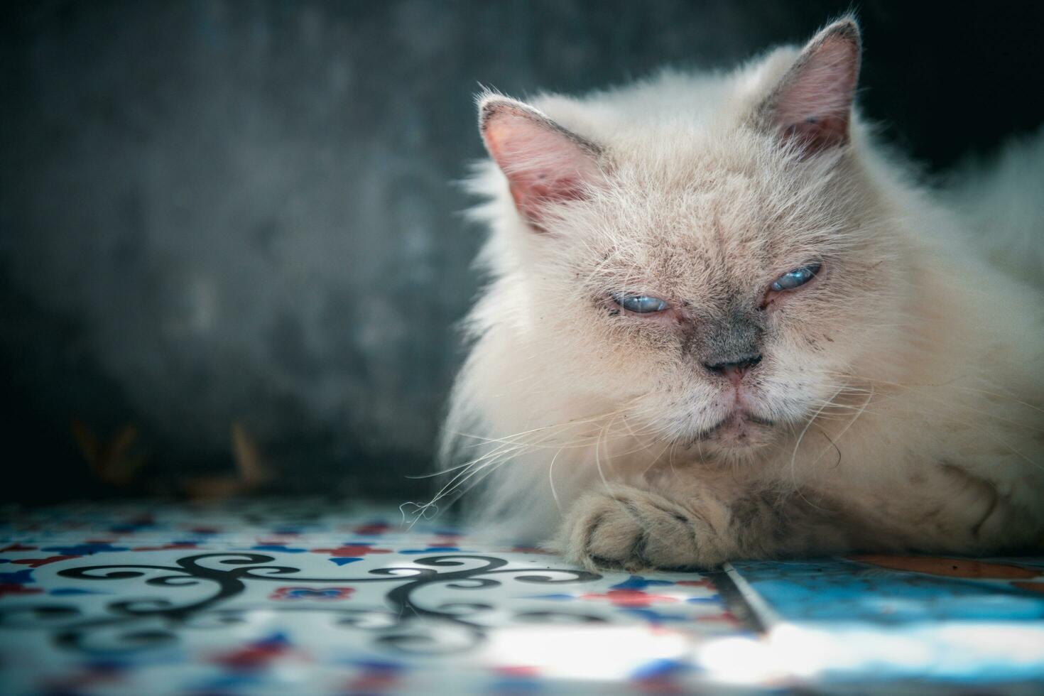 blanco persa gato acostado en piso y Mira a cámara, mascota y animal foto