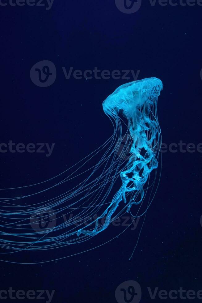 Fluorescent jellyfish swimming underwater aquarium pool with blue neon light photo