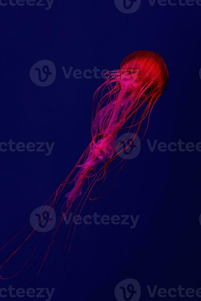 fluorescente Medusa nadando submarino acuario piscina con rojo neón ligero. foto