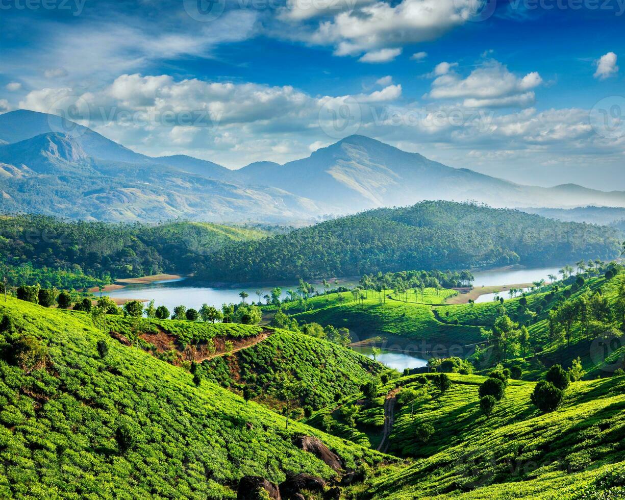 Tea plantations and river in hills photo