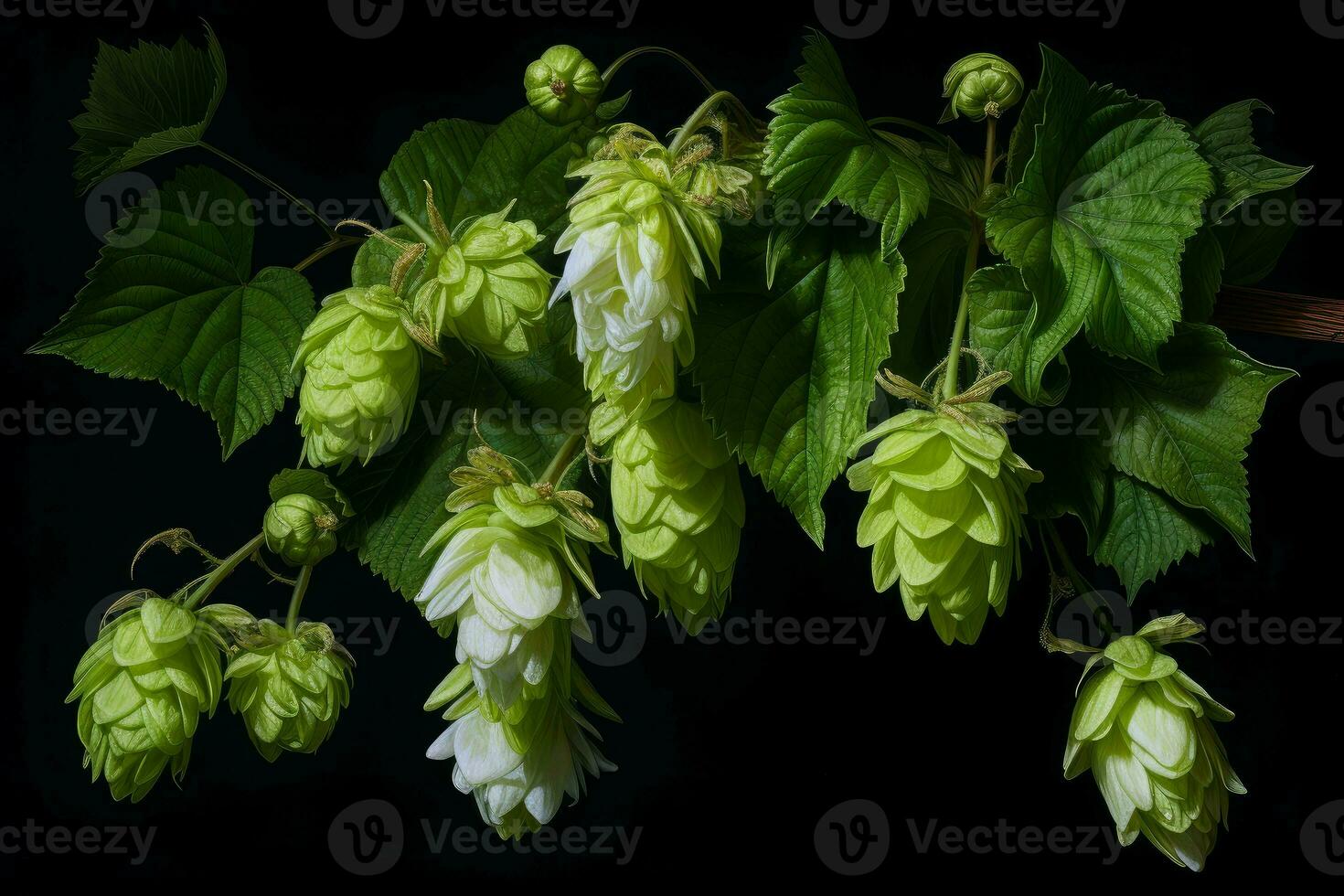 Delicate Hop flowers. Generate Ai photo