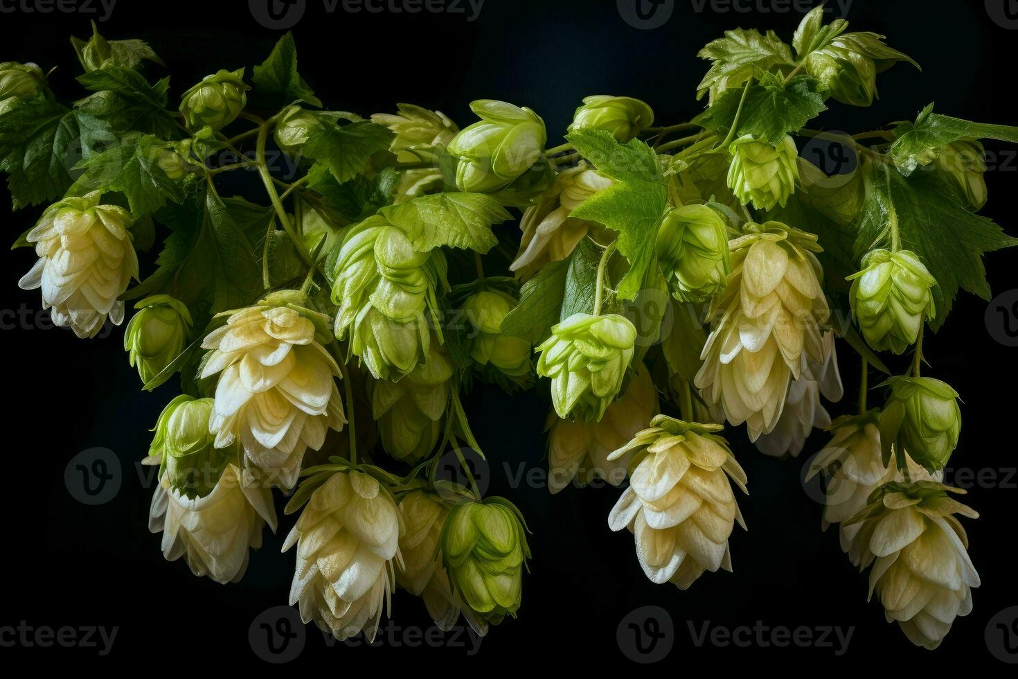 Verdant Hop flowers. Generate Ai photo