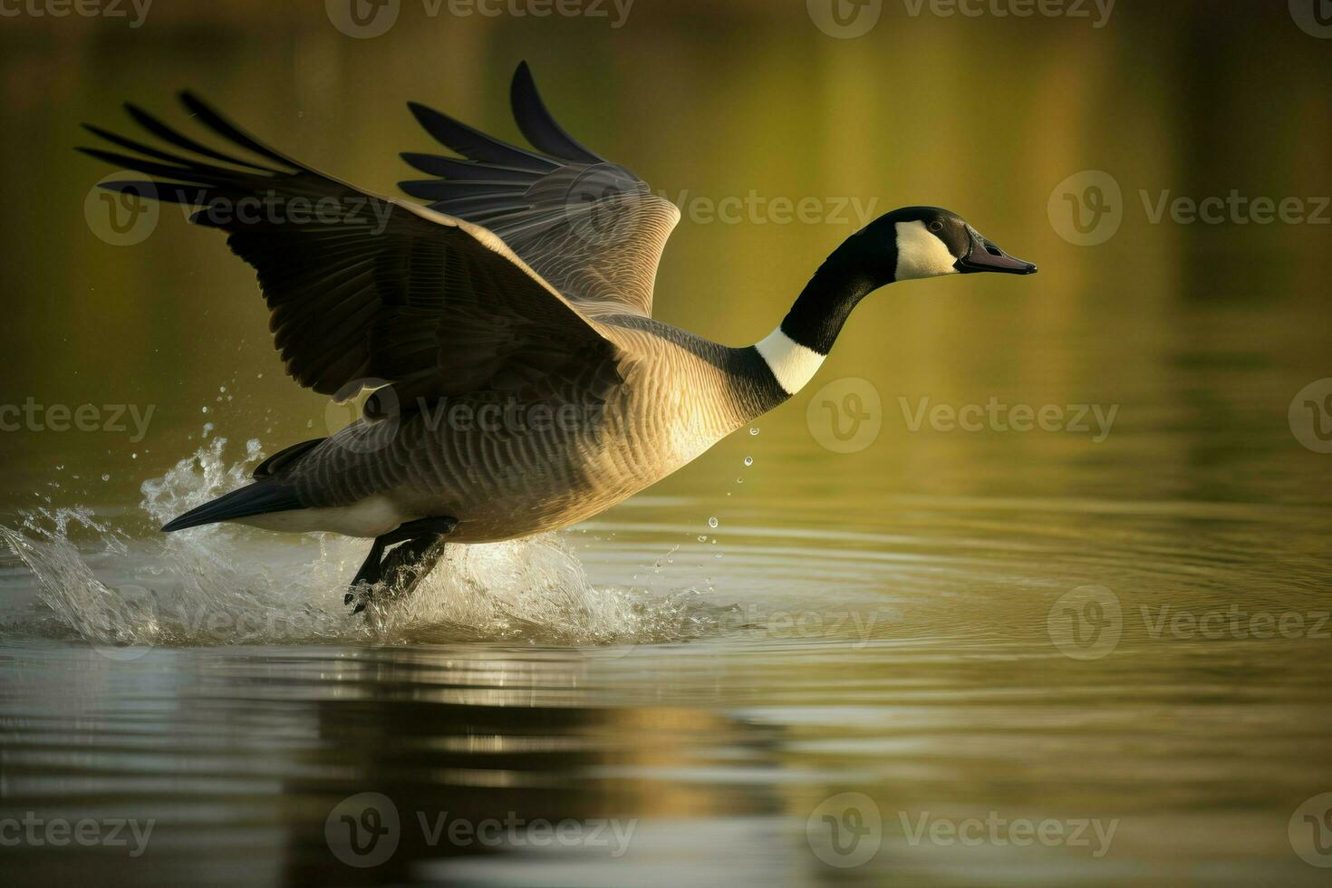 Canada goose flight above the water. Generate ai photo