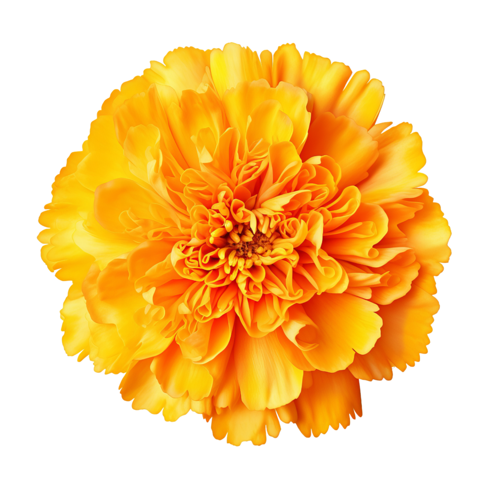 AI generated Yellow marigold flower clip art png