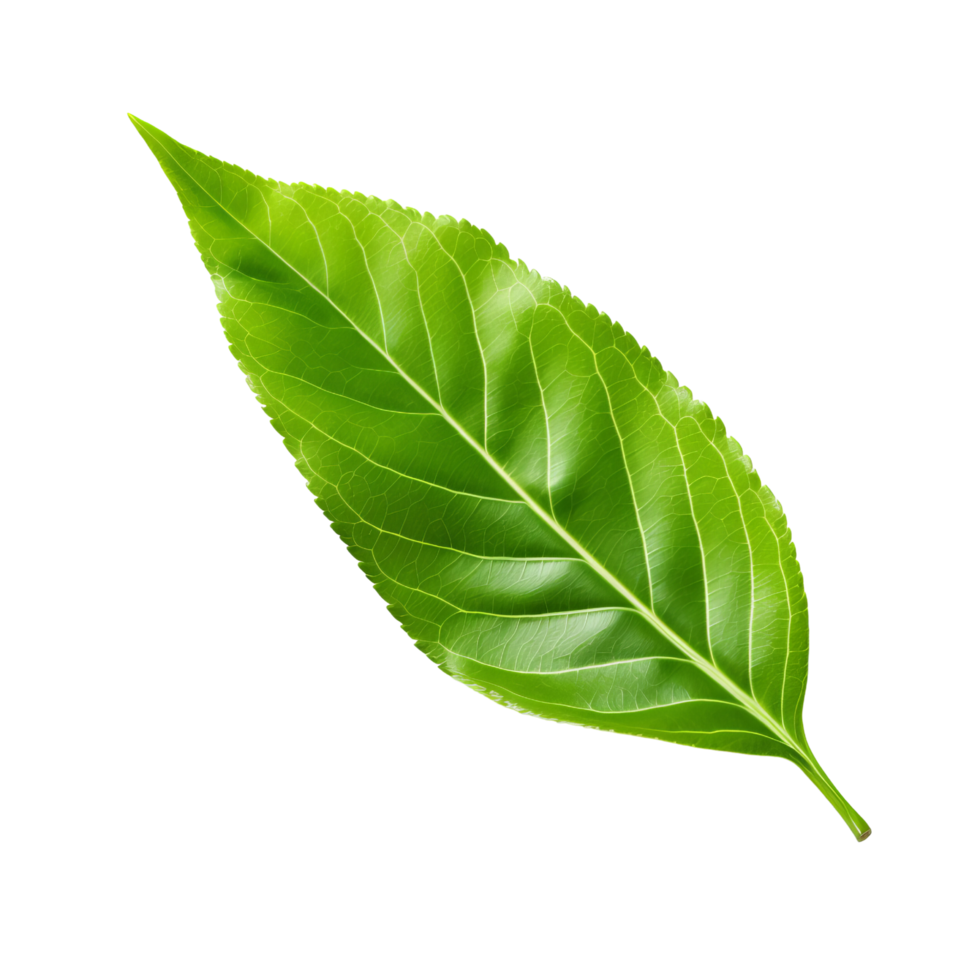 AI generated Tea leaf clip art png