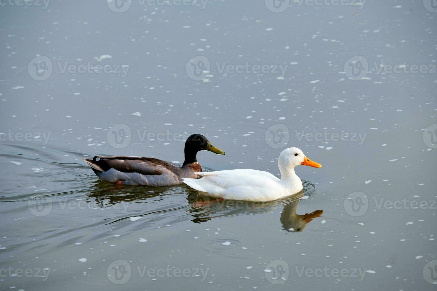 White pekin and mallard duck dabbling ducks in river photo