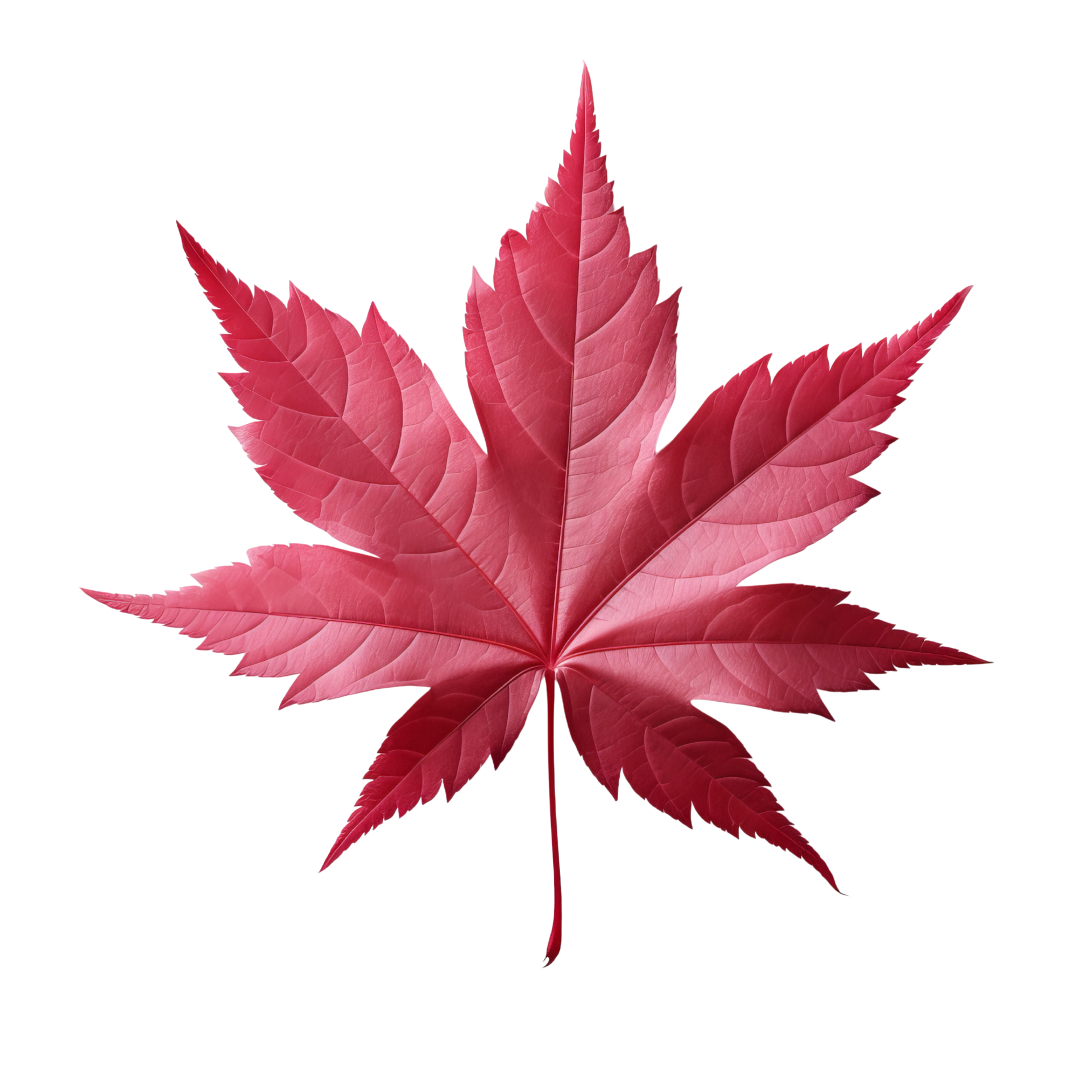 AI Generated Japanese Maple Leaf Clip Art 34968608 PNG ai-generated-japanese-maple-leaf-clip-art-34968608-png
