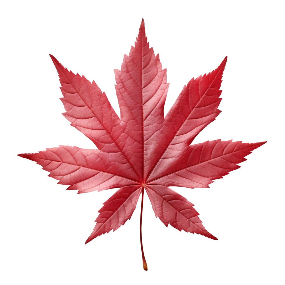 AI generated Japanese maple leaf clip art png