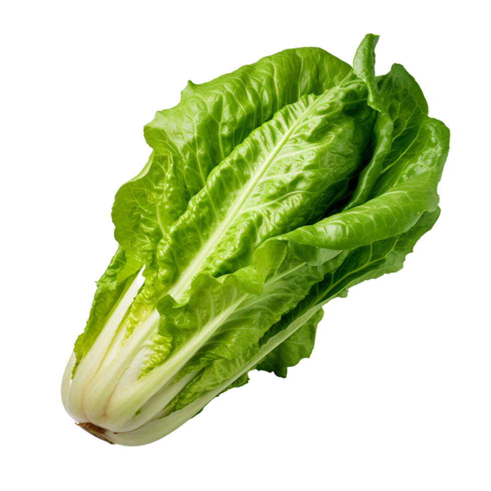 ai gegenereerd romaine sla klem kunst png