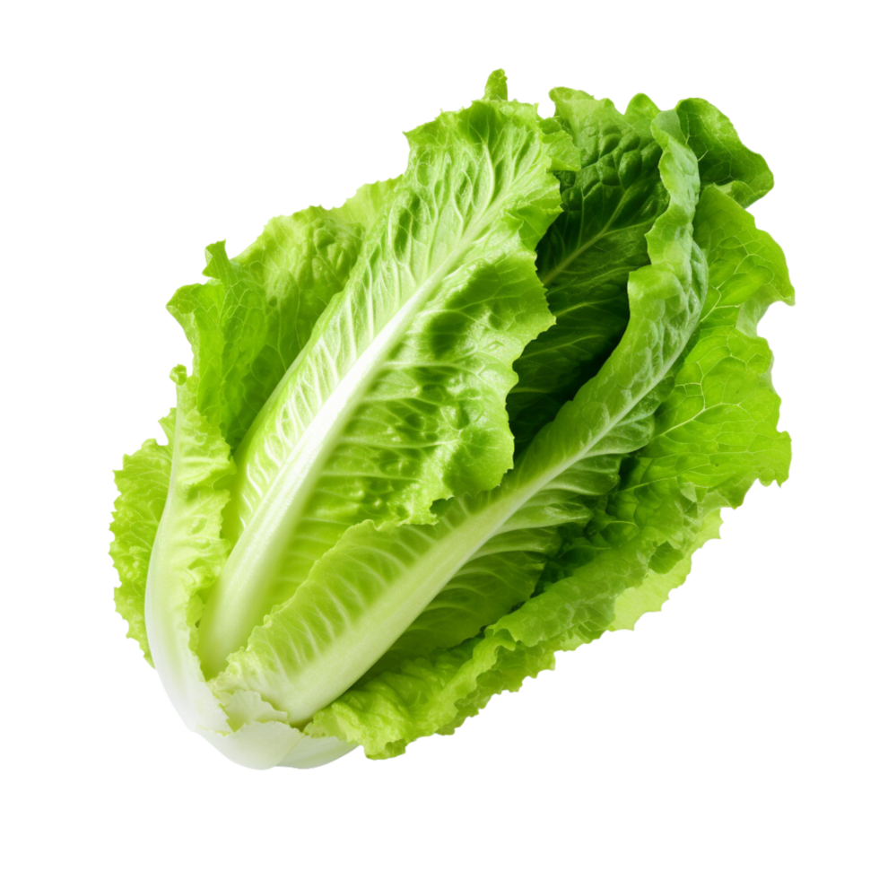 ai gegenereerd romaine sla klem kunst png