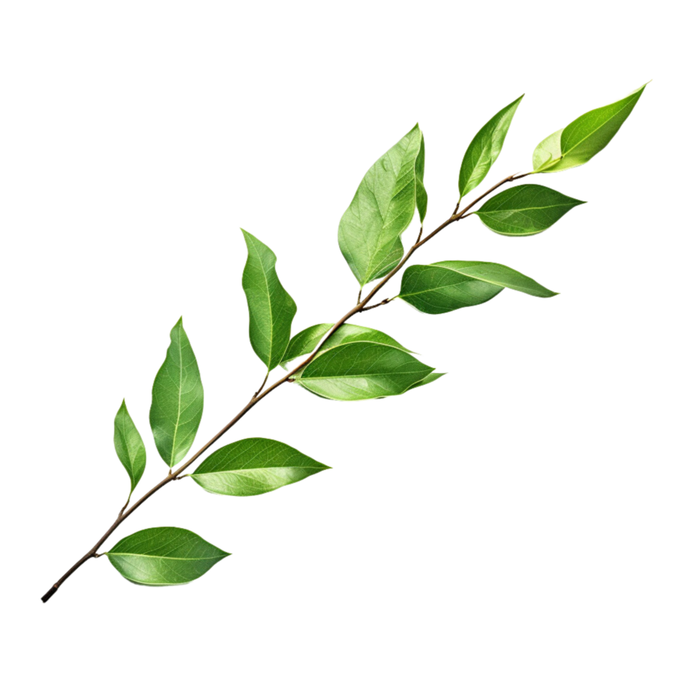 AI generated Branch of green leaves clip art png