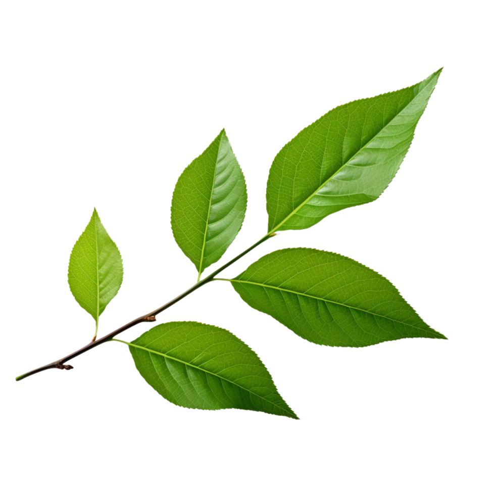 AI generated Branch of green leaves clip art png