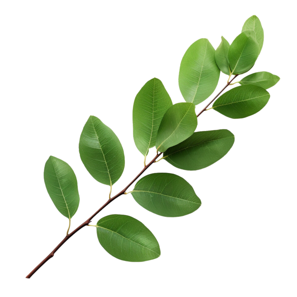 AI generated Branch of green leaves clip art png