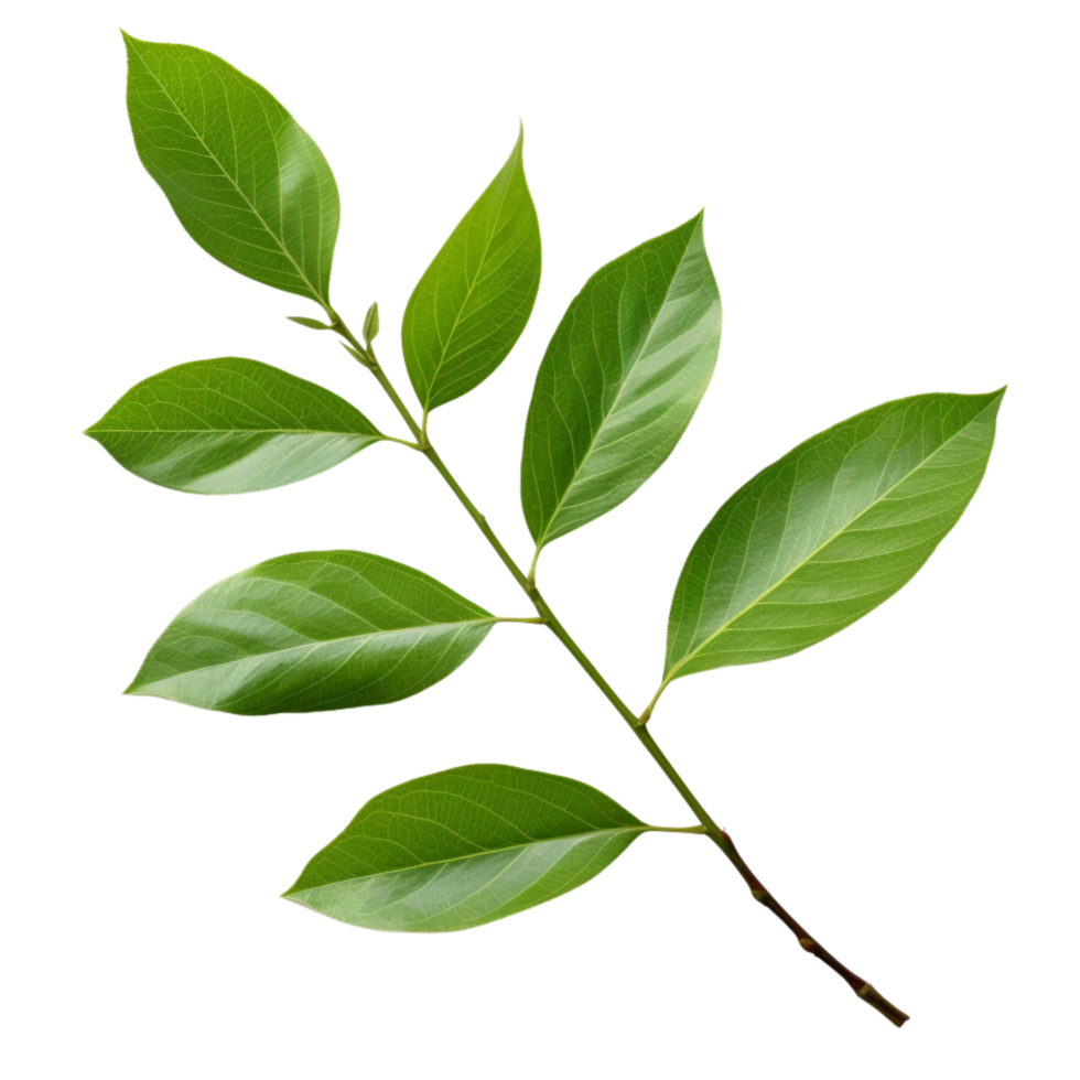 AI generated Branch of green leaves clip art png