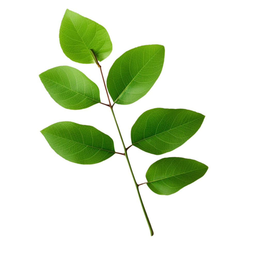 AI generated Branch of green leaves clip art png
