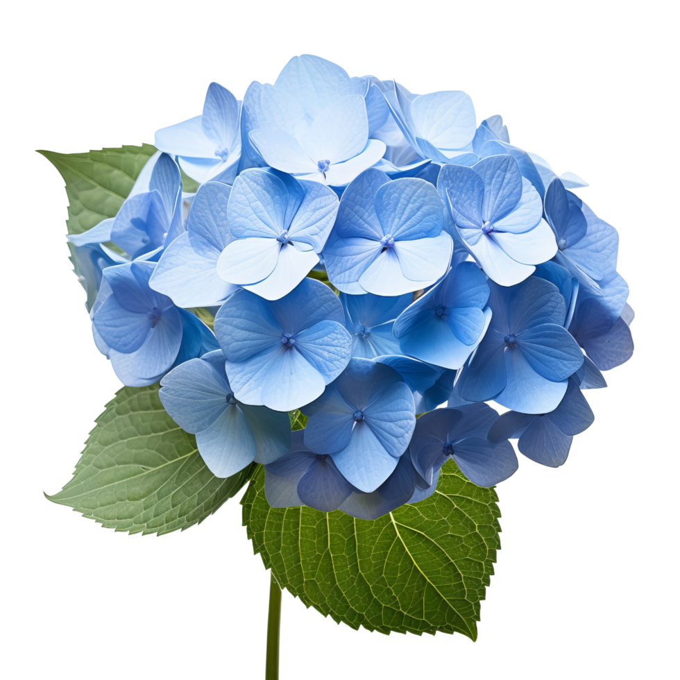 AI generated Blue hydrangea clip art png