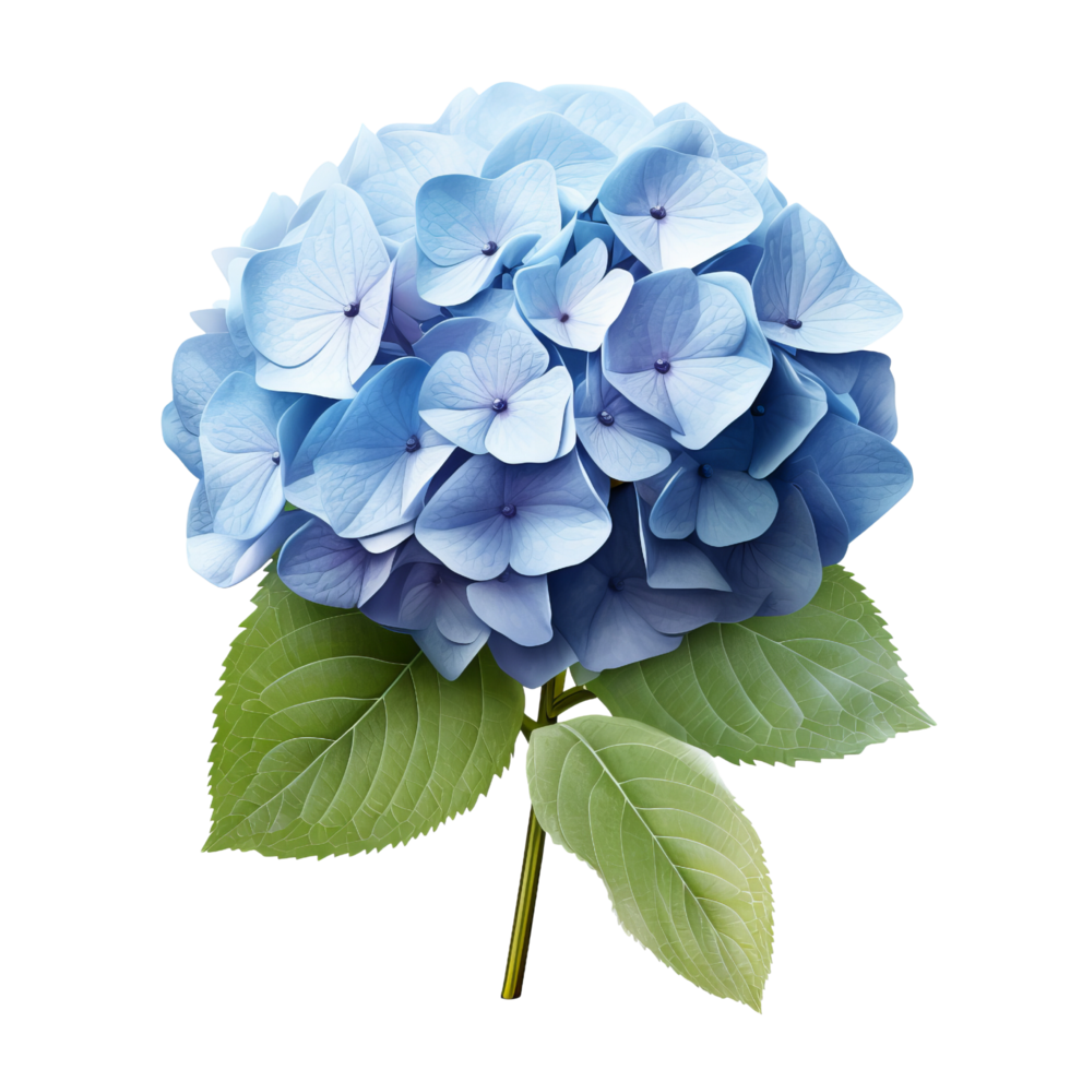 AI generated Blue hydrangea clip art png