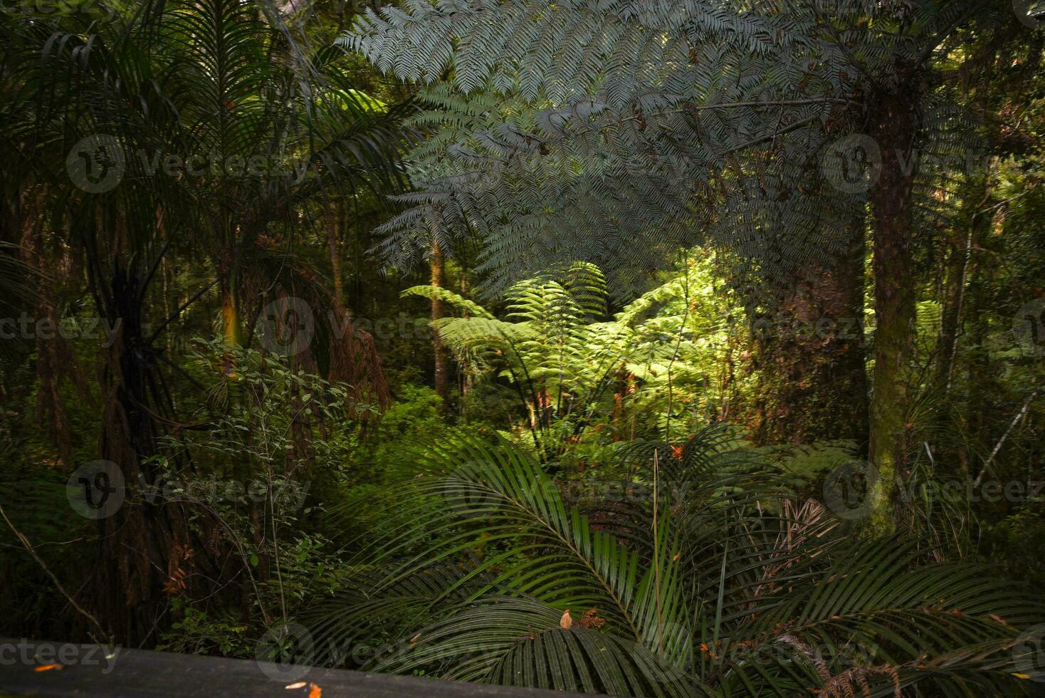 templado lluvia bosque con helecho árboles, nuevo Zelanda selva, nativo selva foto