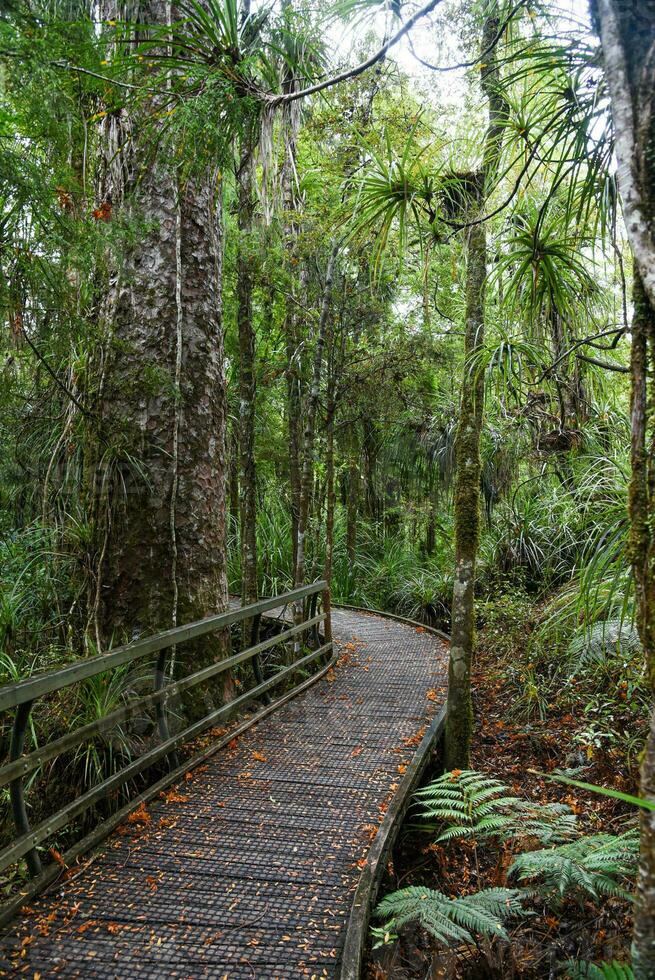 Temperate rain forest with Fern trees, New Zealand rainforest, Native rainforest photo