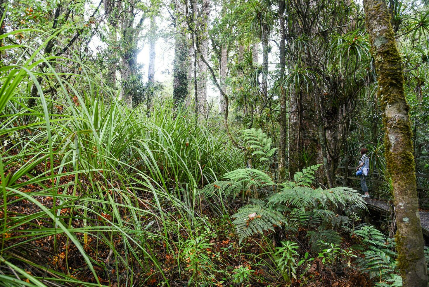 Temperate rain forest with Fern trees, New Zealand rainforest, Native rainforest photo