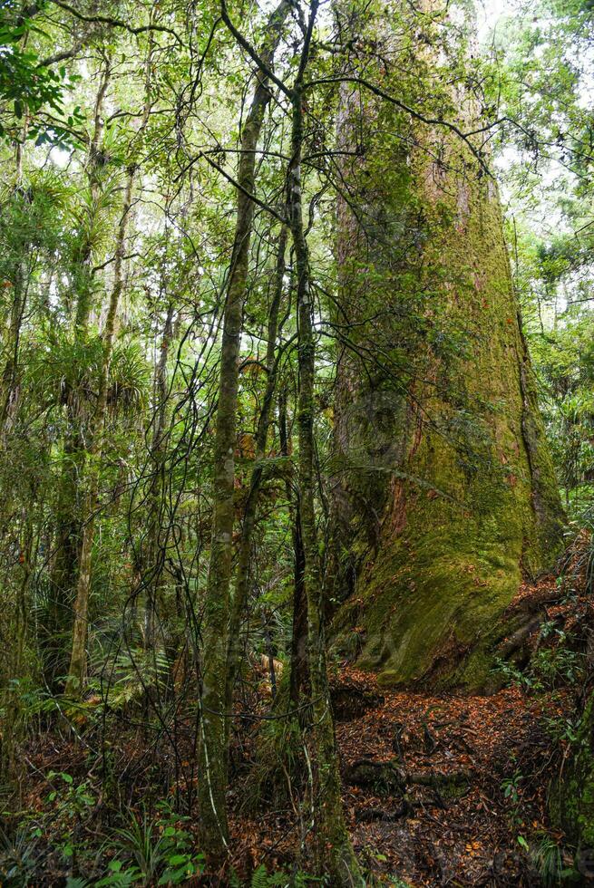 Temperate rain forest with Fern trees, New Zealand rainforest, Native rainforest photo