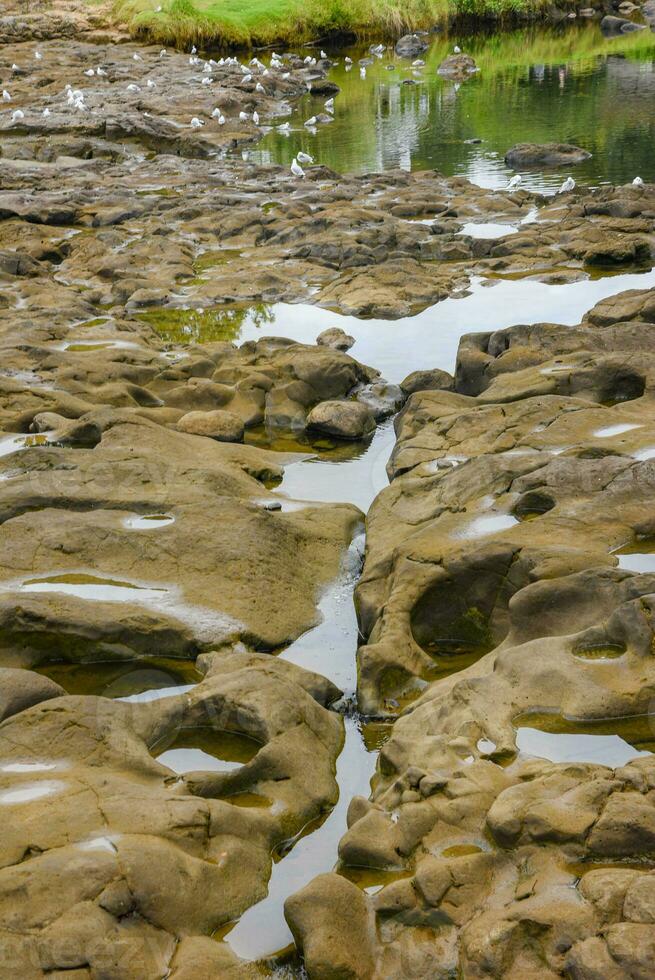 Seagulls on the rocks in the pond at the park, Waitangi is a locality on the north side of the Waitangi River in the Bay of Island,  New Zealand photo