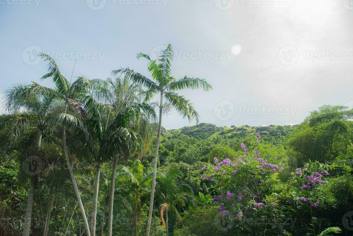 Palm tree and other plant in tropical rain forest Lautoka, Fiji photo