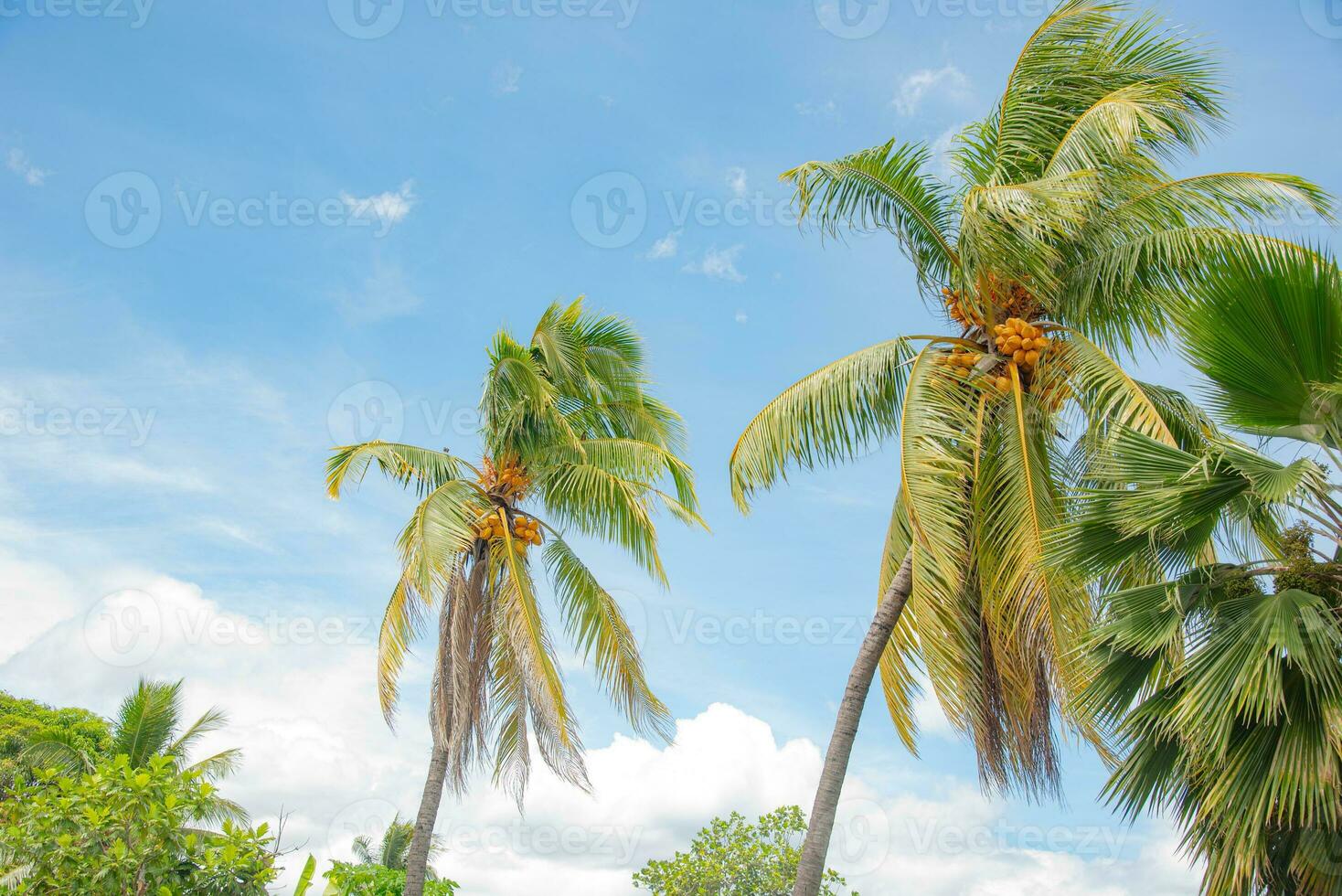 Palm tree and other plant in tropical rain forest Lautoka, Fiji photo