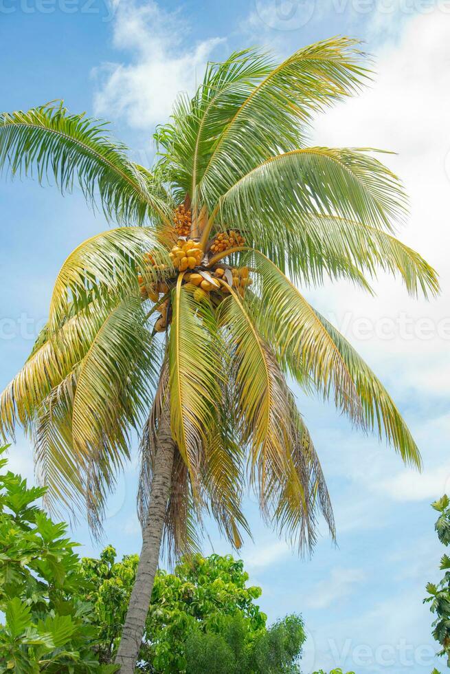 Palm tree and other plant in tropical rain forest Lautoka, Fiji photo