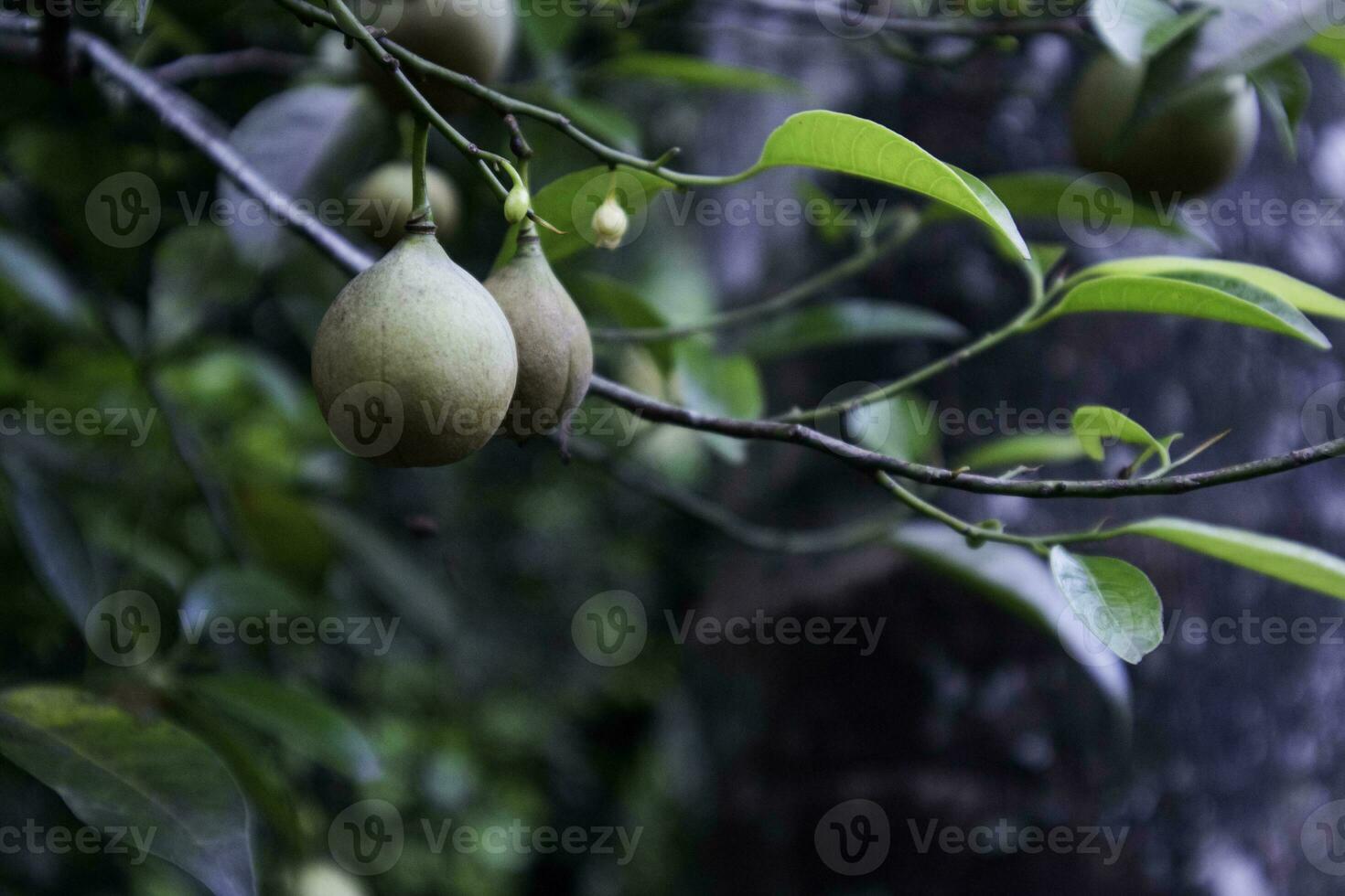 Nutmegs hanging on tree. Myristica or Myristica fragrans photo