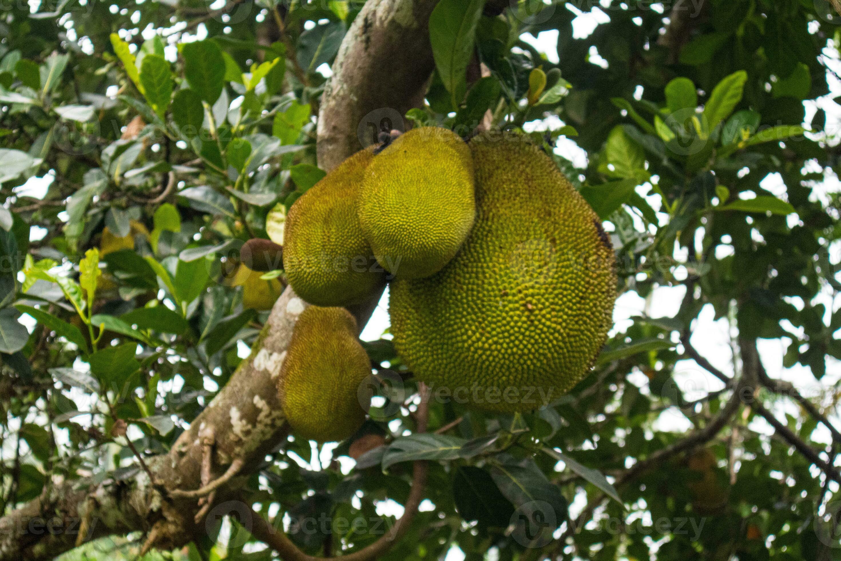 jackfruit hanging from branches of jackfruit tree. 34970064 Stock Photo