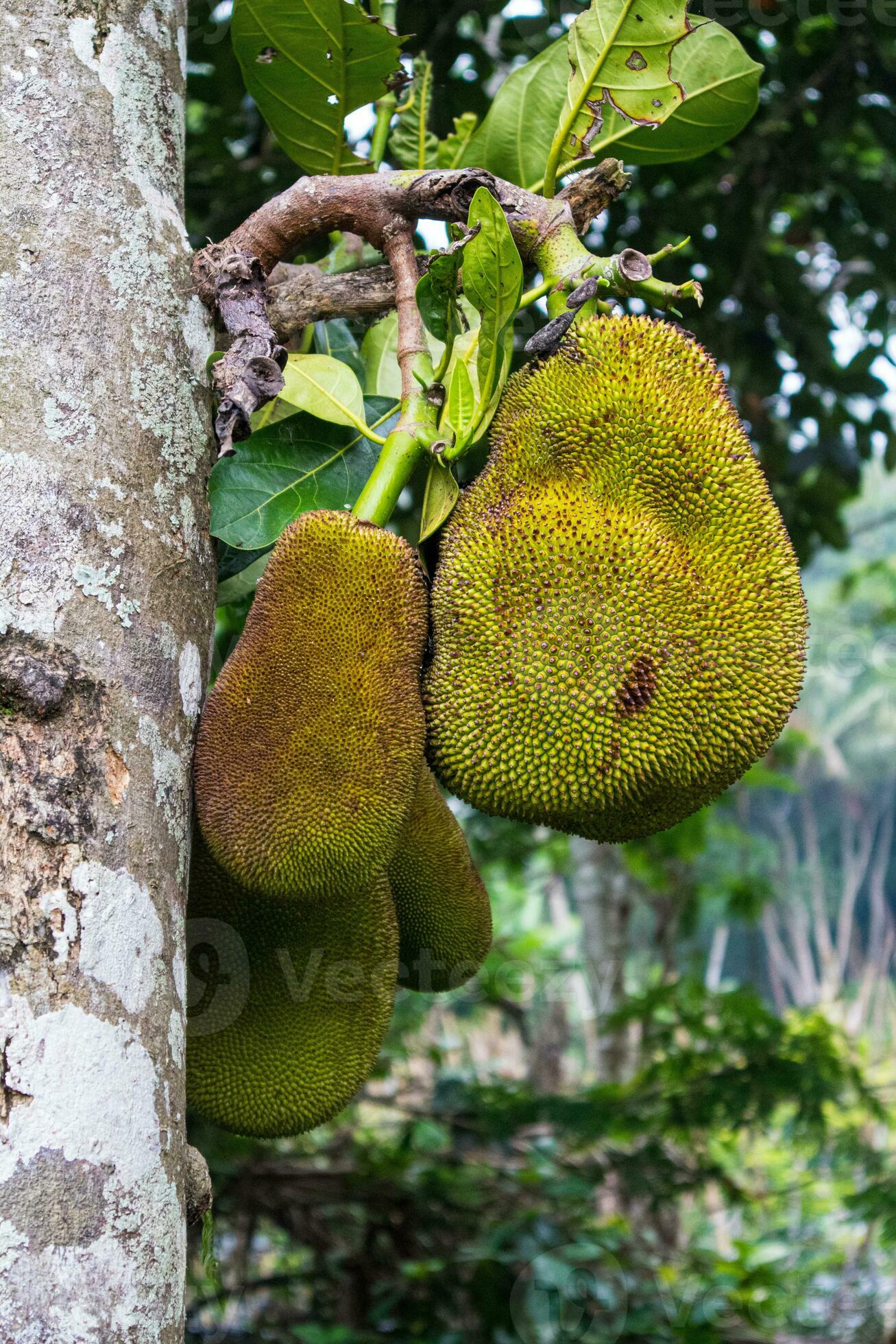 jackfruit hanging from branches of jackfruit tree. 34970065 Stock Photo