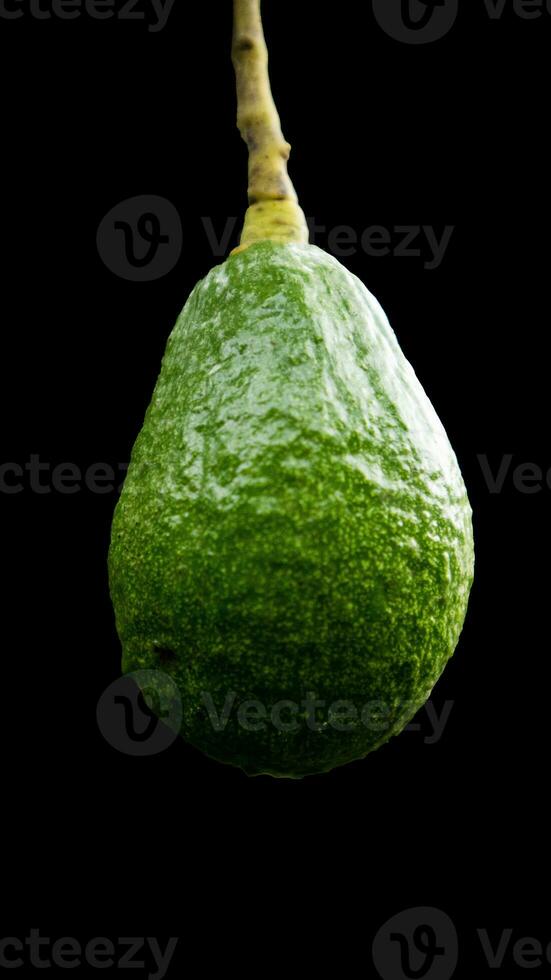Closeup Avocados fruit isolated on black background photo