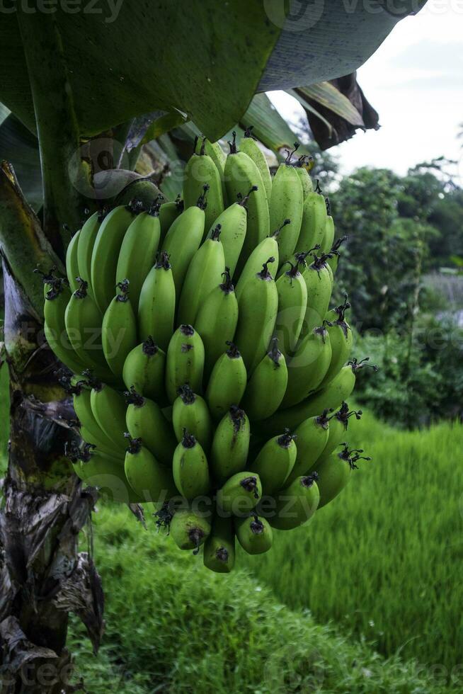 verano verde bananas con un manojo en un plátano árbol en medio de un tropical lluvia foto