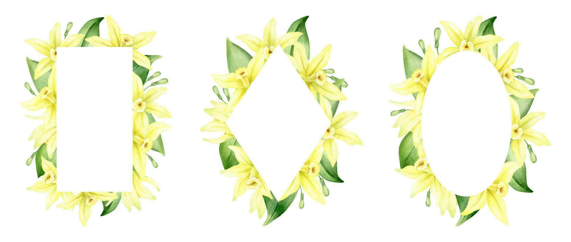 Set of frames of yellow vanilla flowers. Wreaths with tropical exotic flowers. Watercolor illustrations. Isolated. Flavoring for cooking. For greeting cards, postcard, scrapbooking, packaging design vector