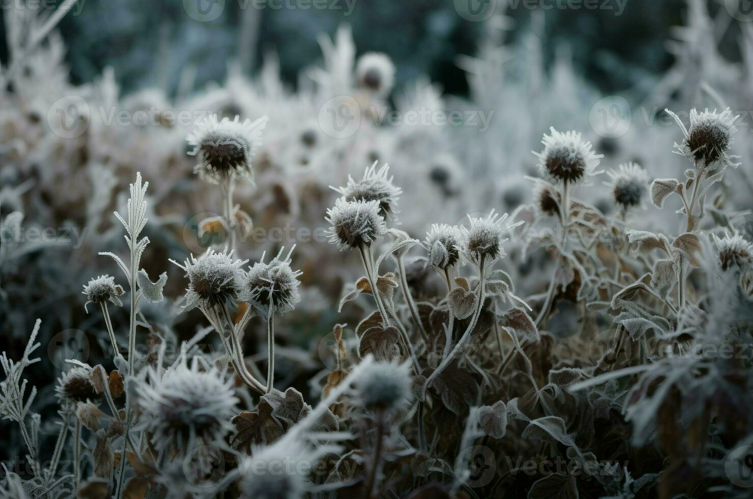 AI generated Frozen icy dry wild flowers. Generate ai photo