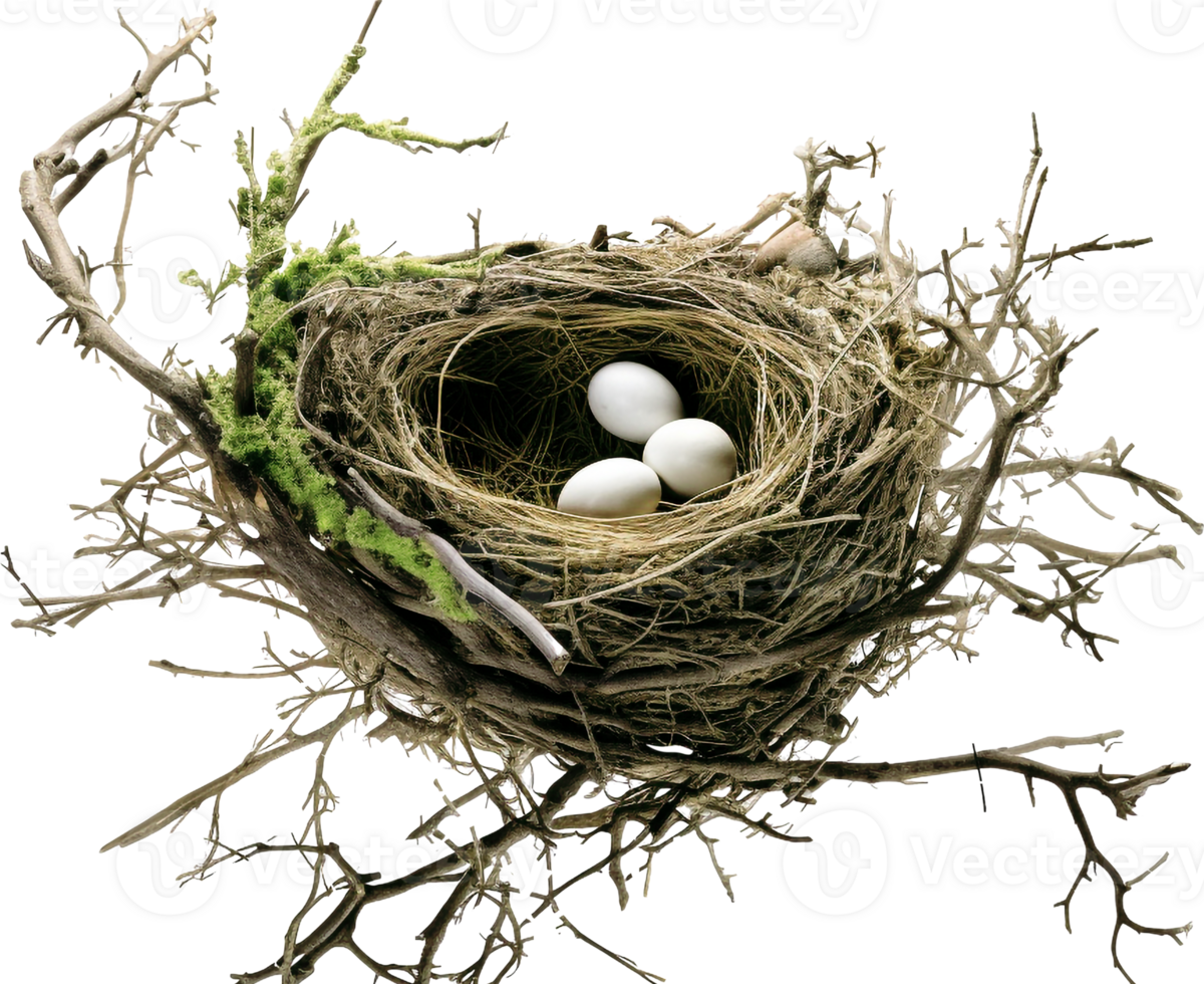 AI generated Bird nest png straw nest png birds nest png nest in tree branch png bird's nest png nest in the tree fowl nest png bridie nest png birds nest transparent background