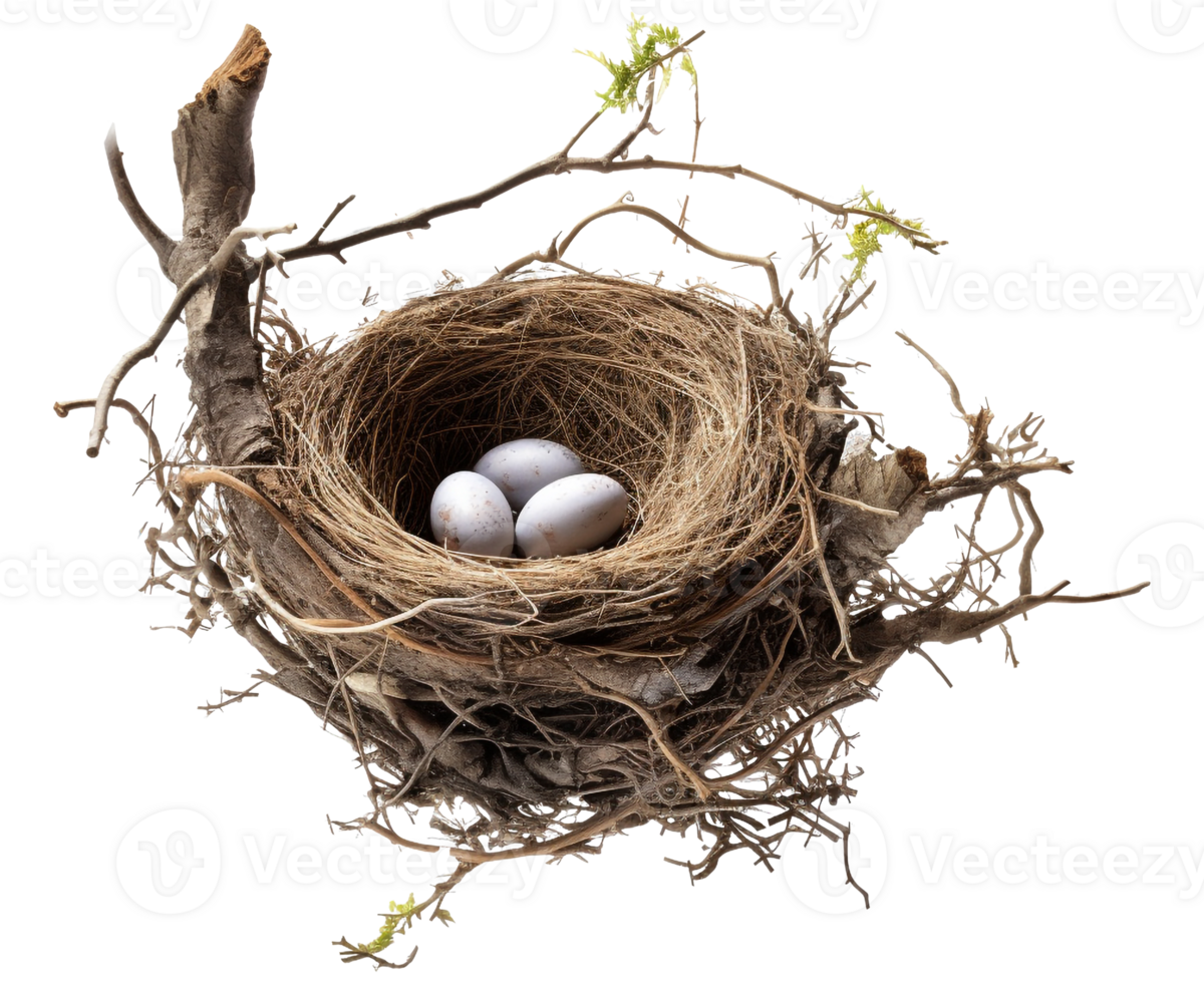 ai generiert Vogel Nest png Stroh Nest png Vögel Nest png Nest im Baum Ast png Vogel Nest png Nest im das Baum Geflügel Nest png Braut Nest png Vögel Nest transparent Hintergrund