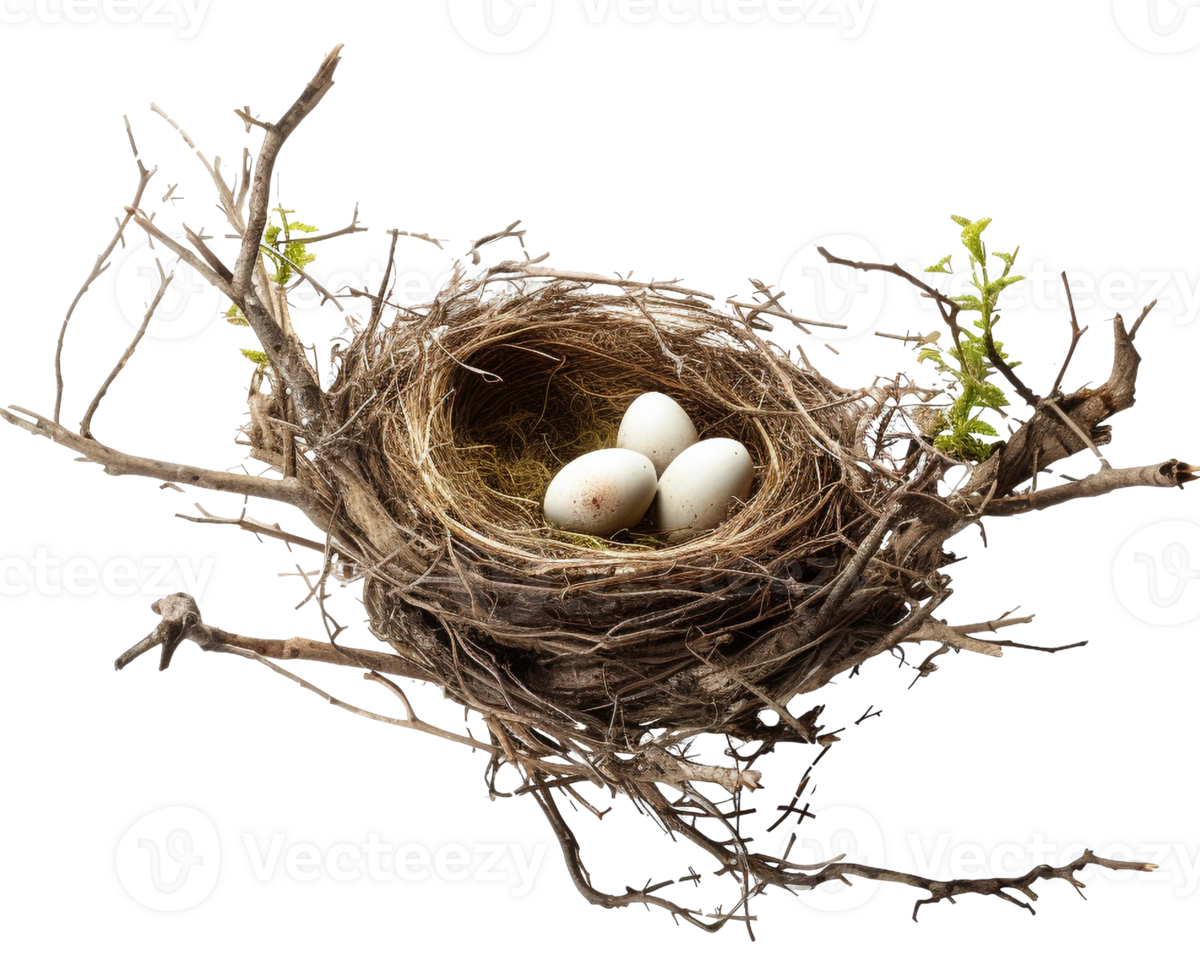 AI generated Bird nest png straw nest png birds nest png nest in tree branch png bird's nest png nest in the tree fowl nest png bridie nest png birds nest transparent background