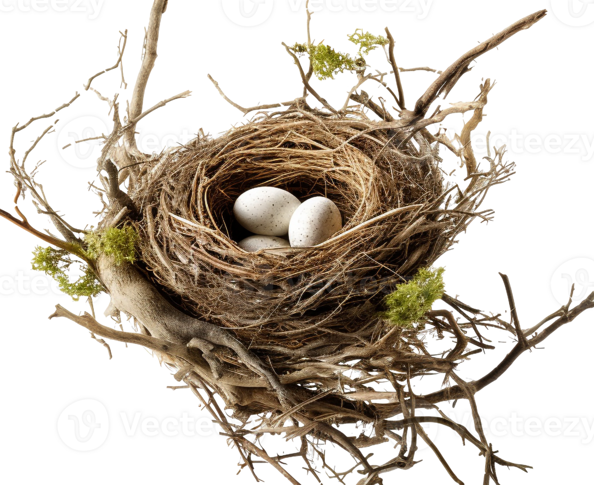 AI generated Bird nest png straw nest png birds nest png nest in tree branch png bird's nest png nest in the tree fowl nest png bridie nest png birds nest transparent background