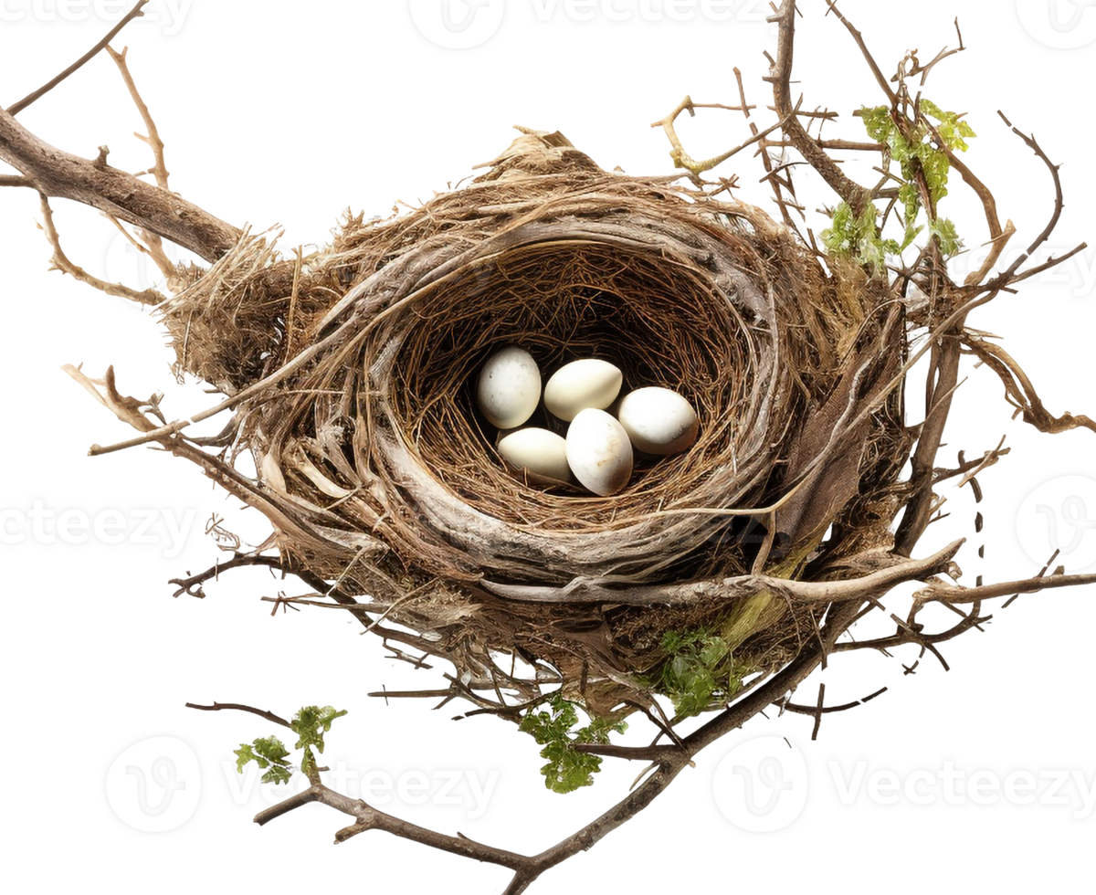 AI generated Bird nest png straw nest png birds nest png nest in tree branch png bird's nest png nest in the tree fowl nest png bridie nest png birds nest transparent background