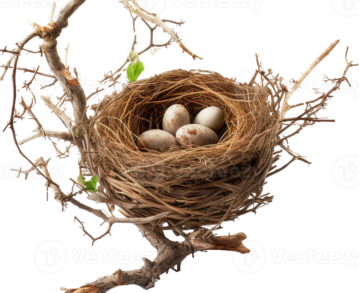 AI generated Bird nest png straw nest png birds nest png nest in tree branch png bird's nest png nest in the tree fowl nest png bridie nest png birds nest transparent background