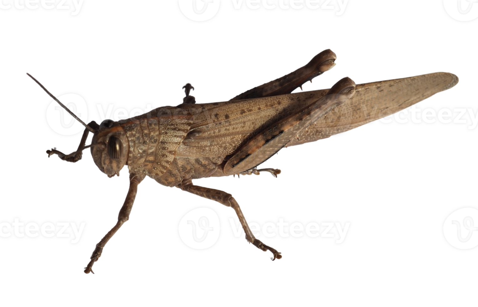 grasshopper insect animal transparent PNG