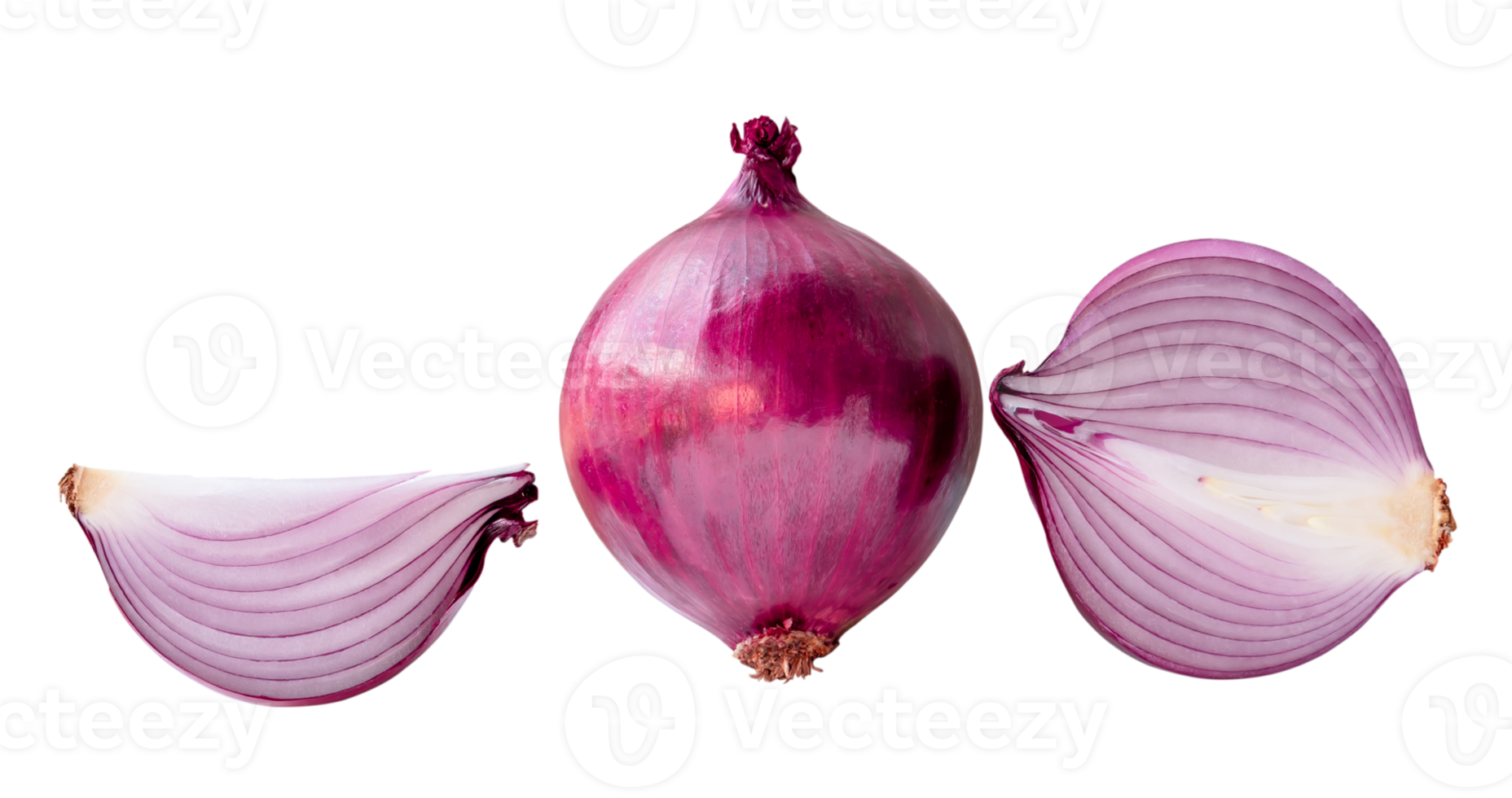 Front view of fresh red or purple onion with half and quarter in set isolated with clipping path in png file format.