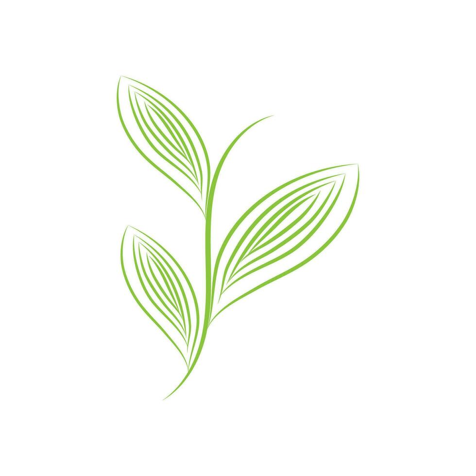 Leaf palm logo vector template symbol and design