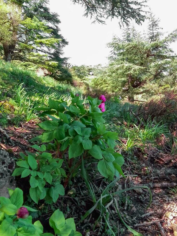 paeonia broteri entre los árboles de las montañas del rif foto