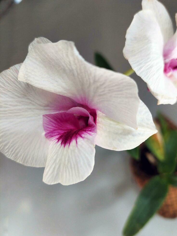 Delicate pink flower head in bloom, petals in close-up photo