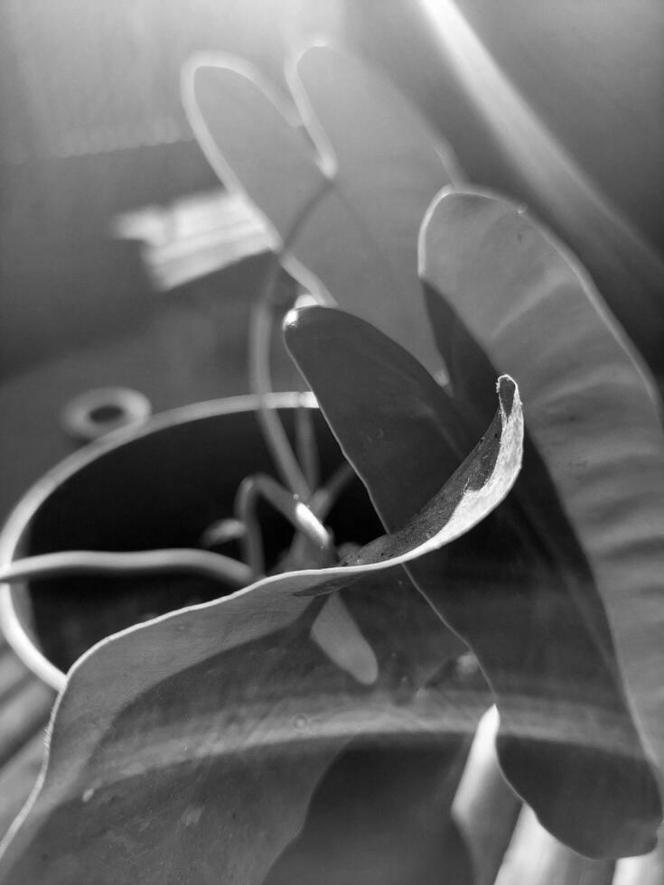 Close-up of a Blossoming Flower in Nature, black and white close-up of leaf in nature, surrounded by beauty and solitude. photo