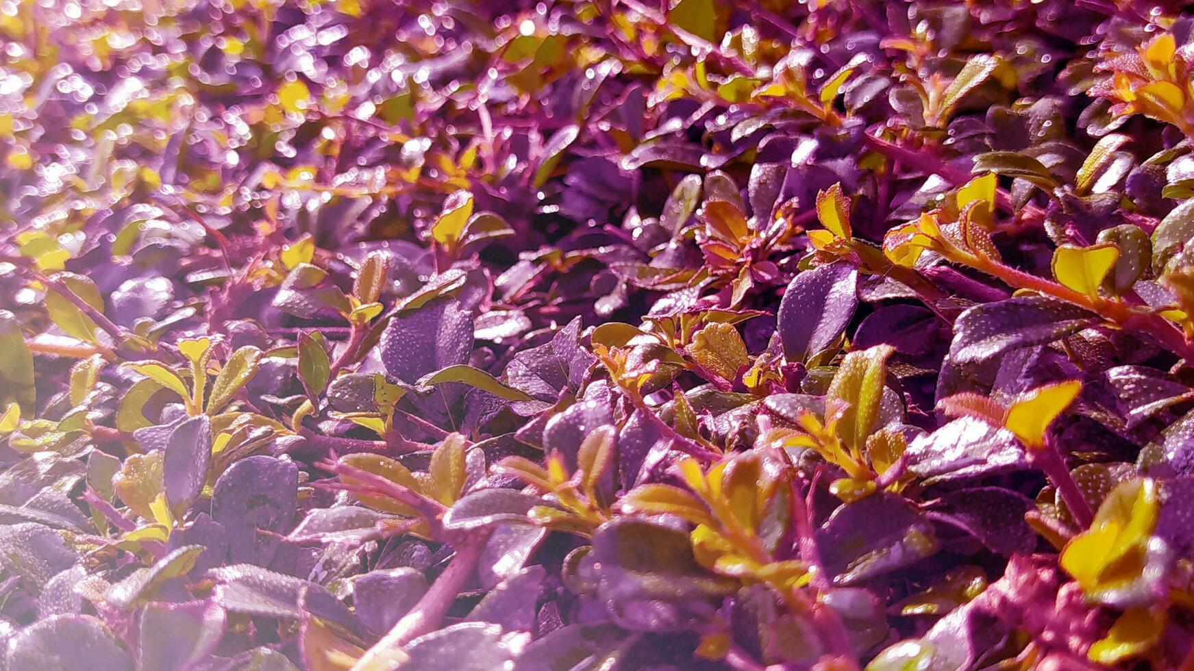 Background of purple texture and floral pattern photo