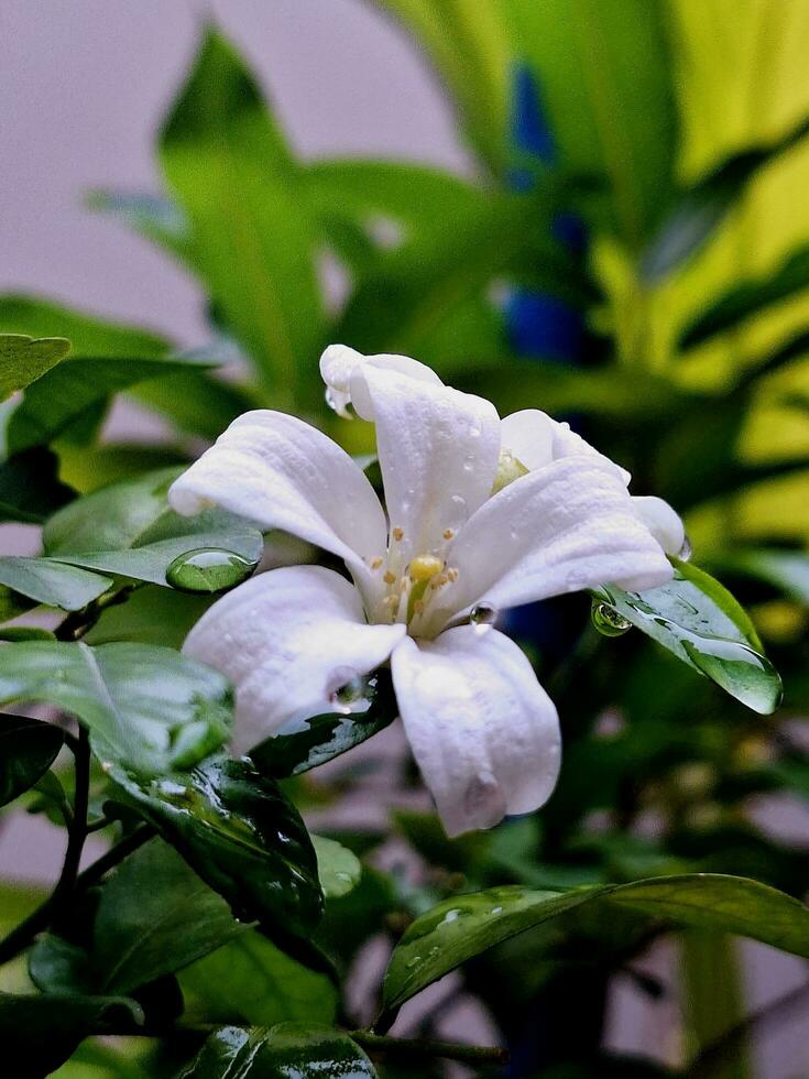 Focus on Murraya paniculata flowers in the morning. photo